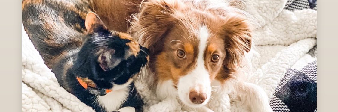 ashi365dvm's profile banner image