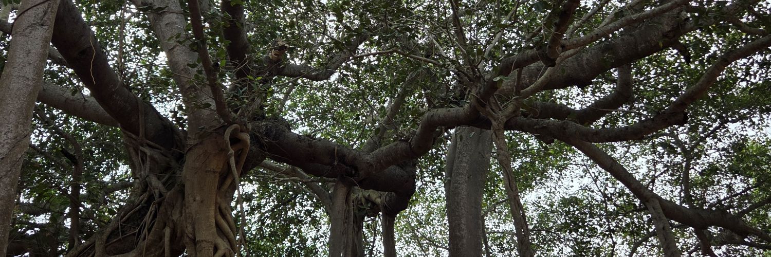 The_Sass_lass's profile banner image