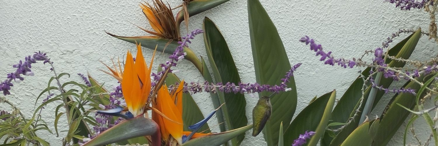 fraustita's profile banner image