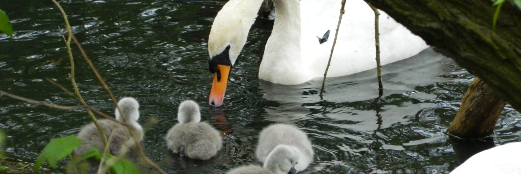 Sheffbirder's profile banner image