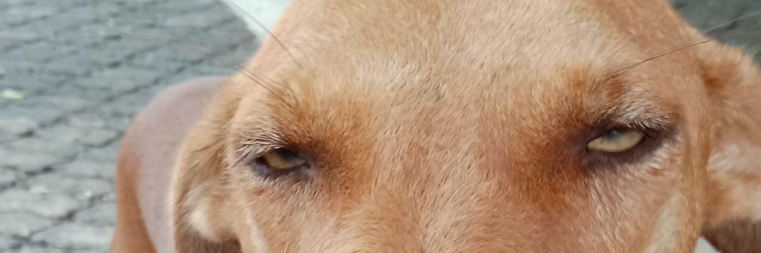 p_arshva's profile banner image