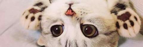 Sndooval's profile banner image