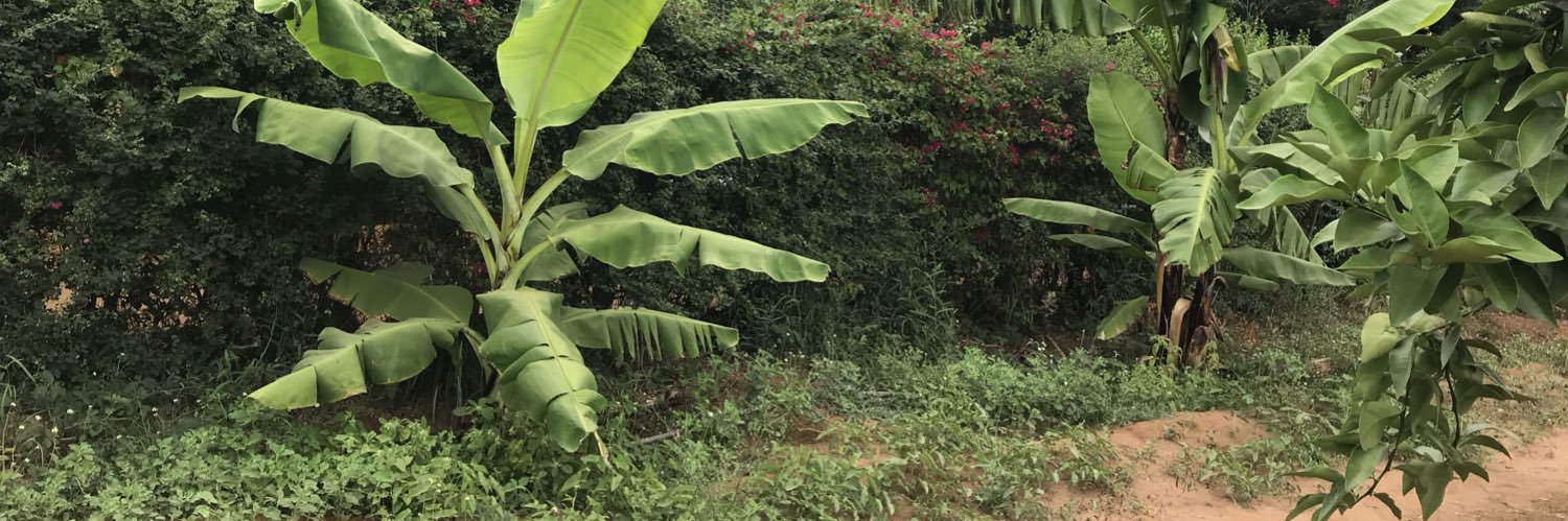 EmaNguli's profile banner image