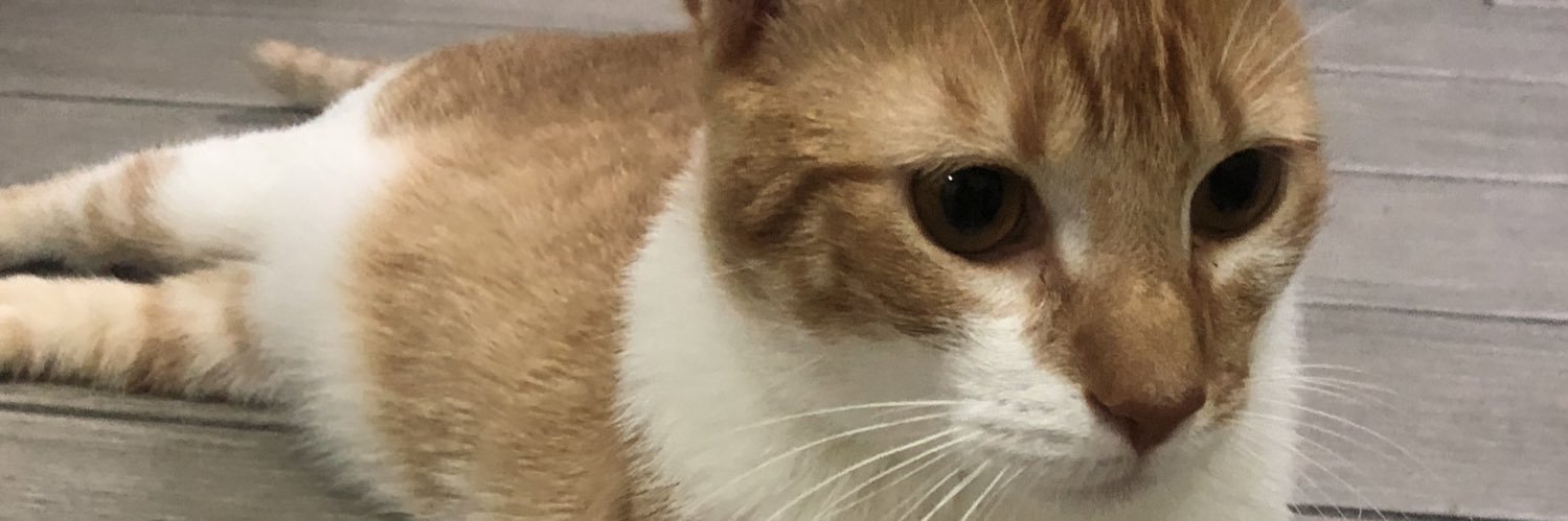 VictoriaaHoz's profile banner image