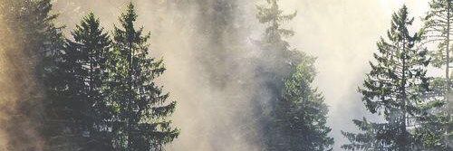 JackTreesMusic's profile banner image
