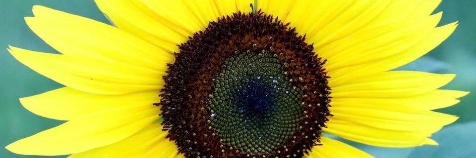 Kathleen the Writer banner