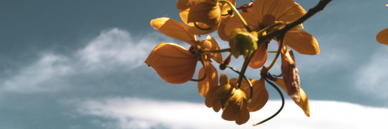 Lilocaaa's profile banner image