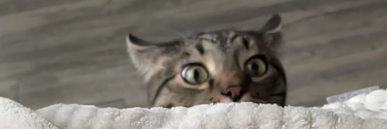 Kalenakayyy's profile banner image