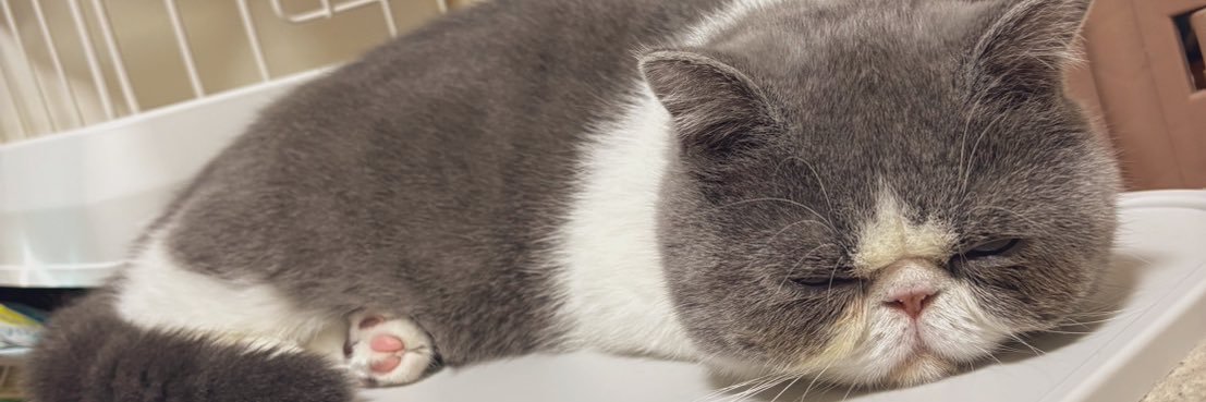 chococom55's profile banner image