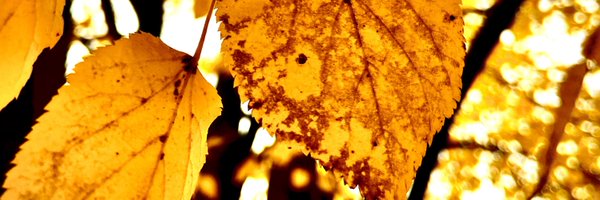 Stillsmack Profile Banner