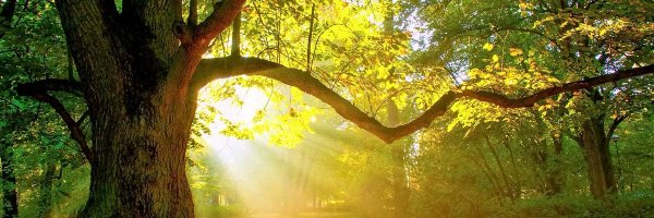 Angryparrot1 Profile Banner