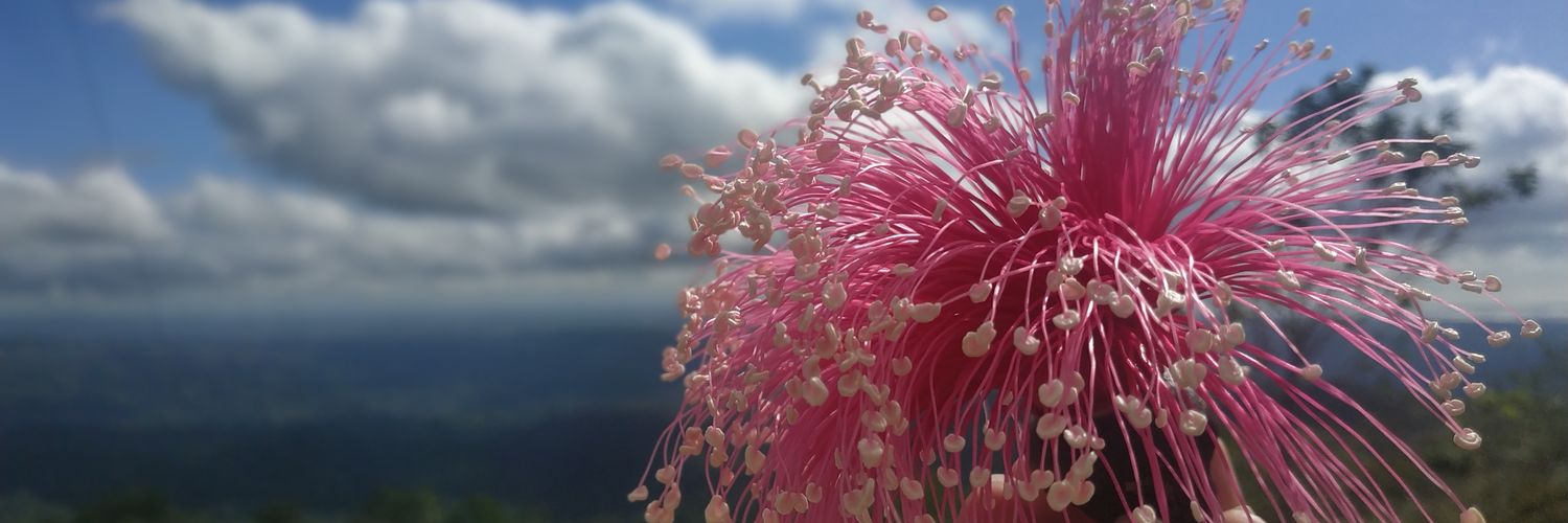 LisbethDifo's profile banner image