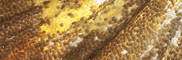 SiobhanLeachman Profile Banner