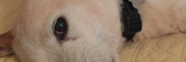 LisaP Profile Banner