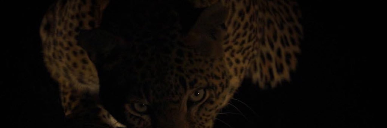_TheRealAdri's profile banner image