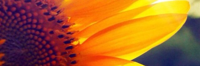SommerWebster's profile banner image