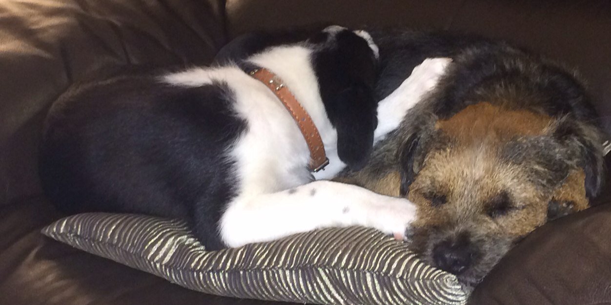 Jamie Terrier banner