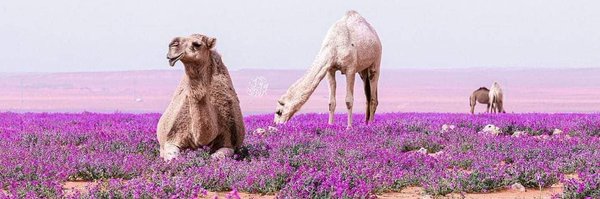 87HISHAM Profile Banner