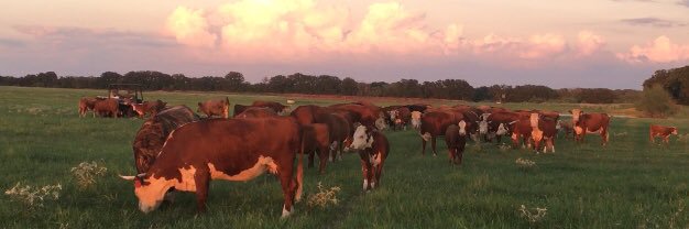 Brandon Brock 🇺🇸 banner