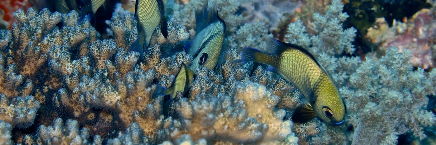 Alain CLERGERIE banner