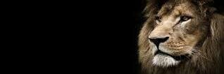 babalintin's profile banner image