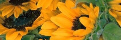 LordyxShorty's profile banner image