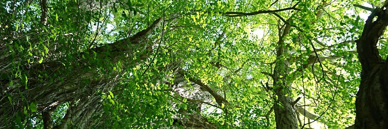 キースケ/季助 banner