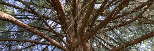 joandamiens Profile Banner