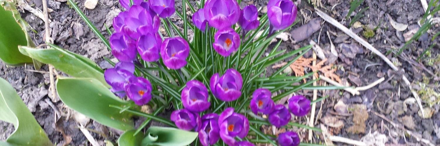 lisa_hellmann's profile banner image
