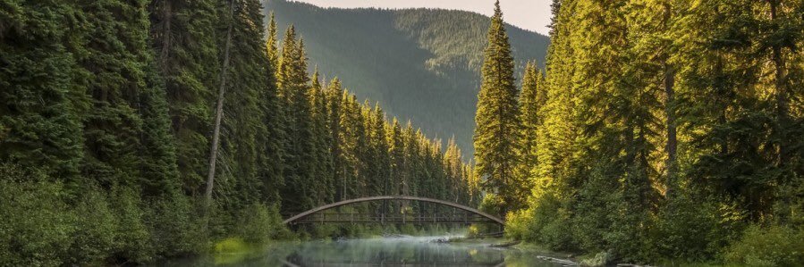 mastergriz964's profile banner image