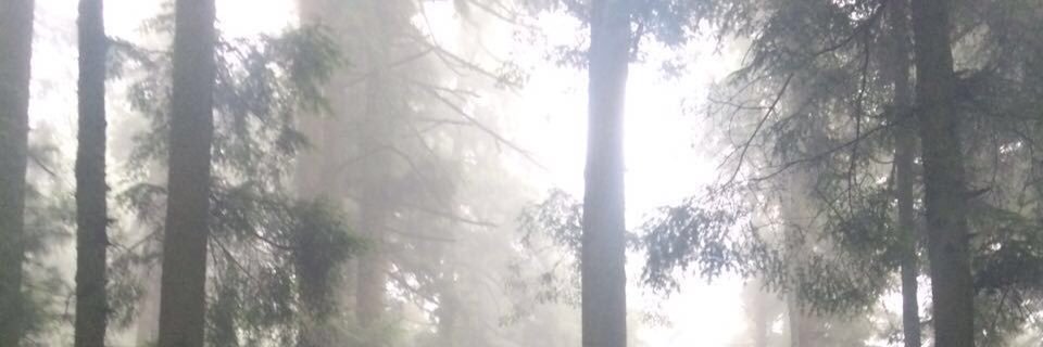 José Carrillo banner