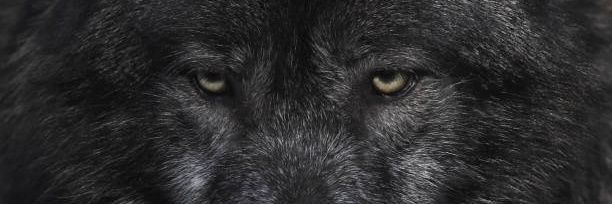 WereWolf🐺 banner