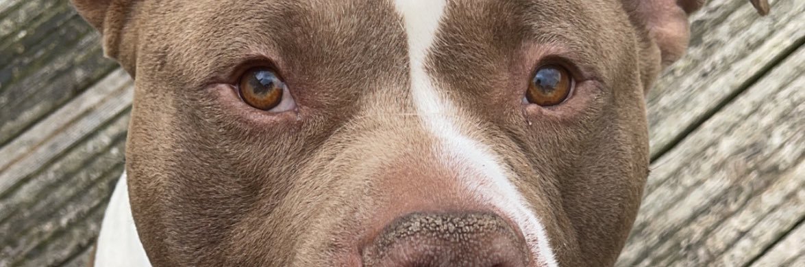 EllieSpiteri's profile banner image