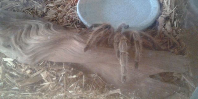 Adam 🕷 banner