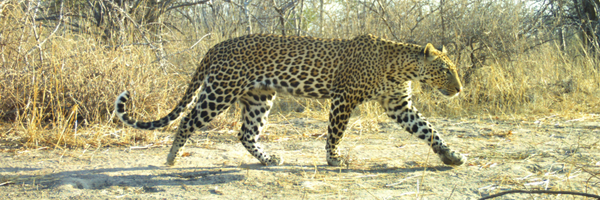 cesearle Profile Banner