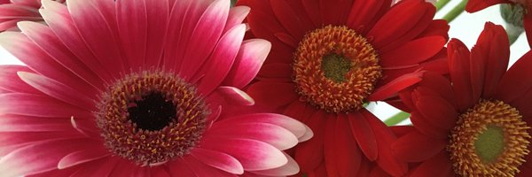 CeliaFGuerra Profile Banner