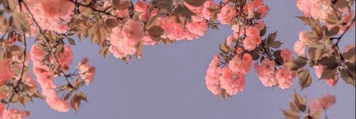 PrimalJinx's profile banner image