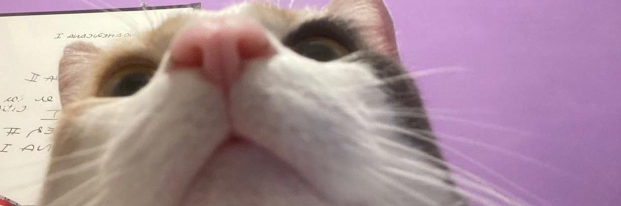 LisiFerratto's profile banner image