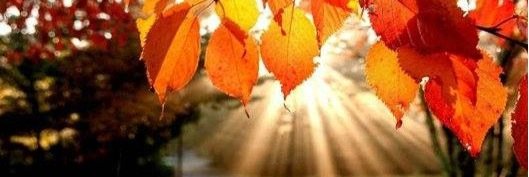 Daniella M banner