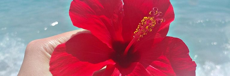 dilek_k_d's profile banner image