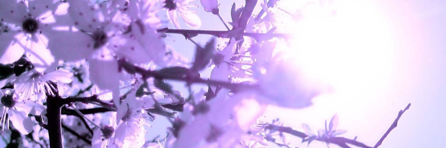 kitty_kattkait's profile banner image