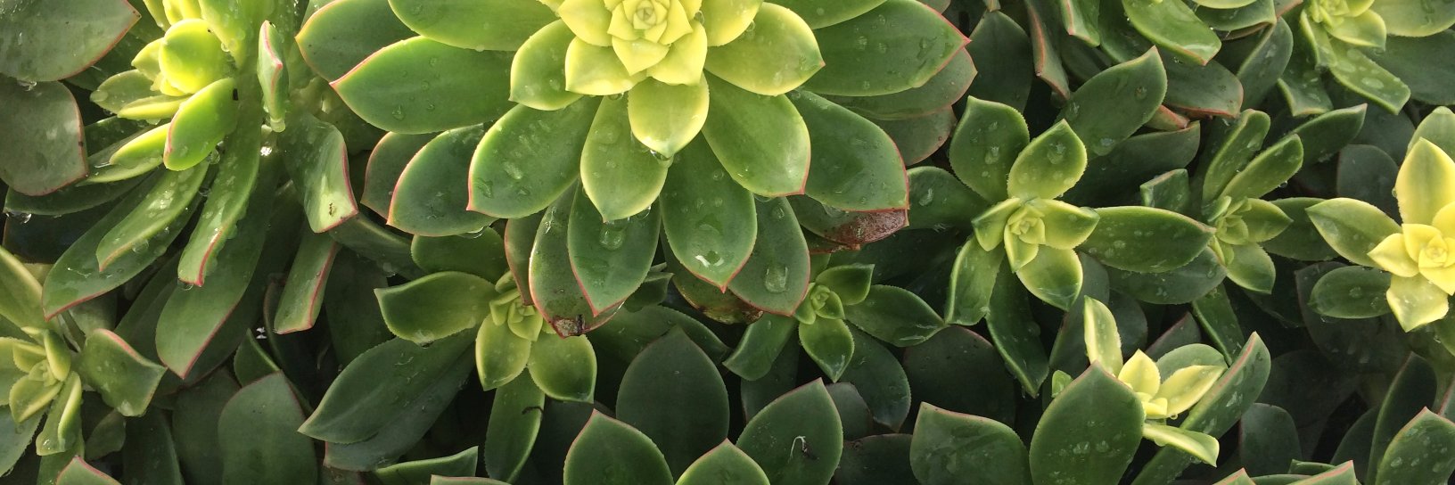 EllenCornillon's profile banner image