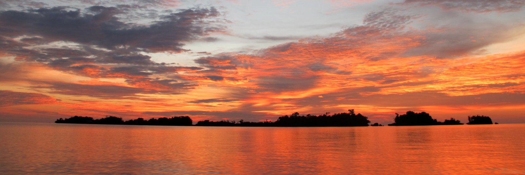 Celeste Brash banner