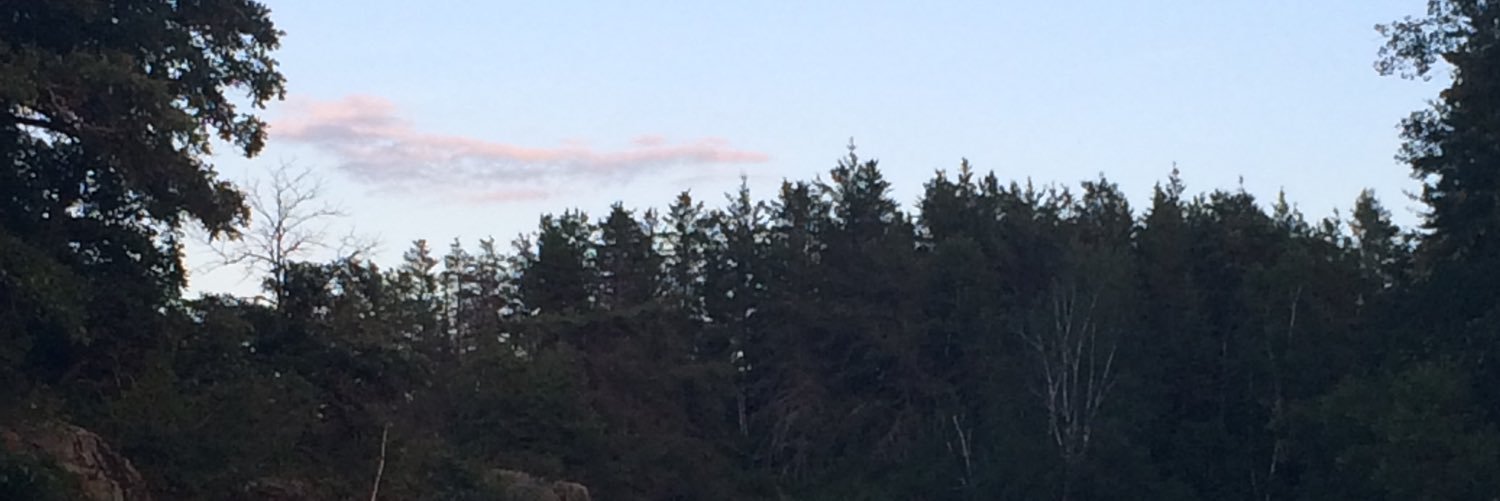 michelledriedge's profile banner image