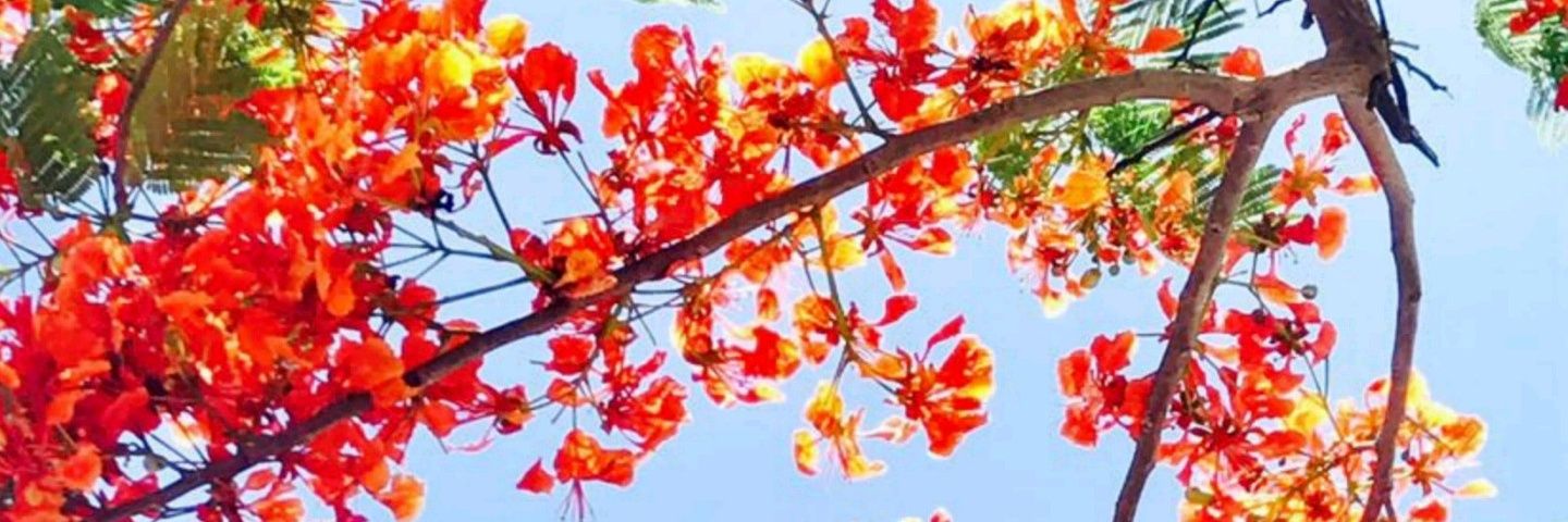 dreacxo's profile banner image