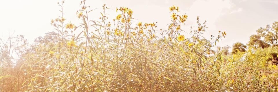 CarlyMagnus1's profile banner image