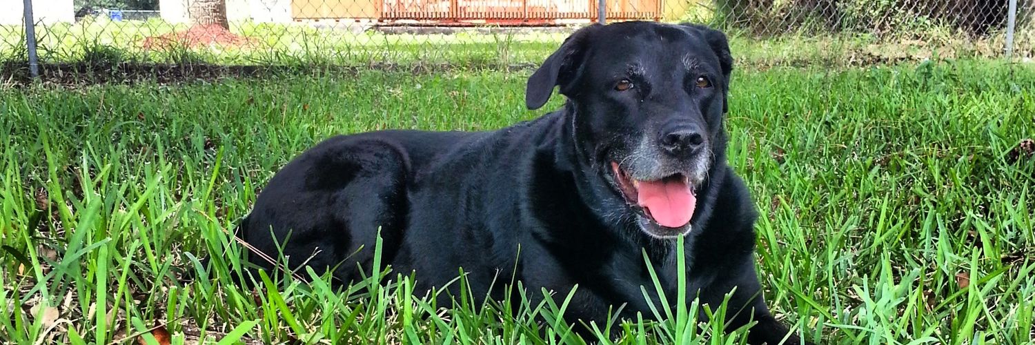 Stefanie Pectal banner