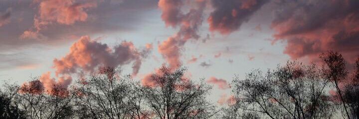 SofiPolanco1's profile banner image