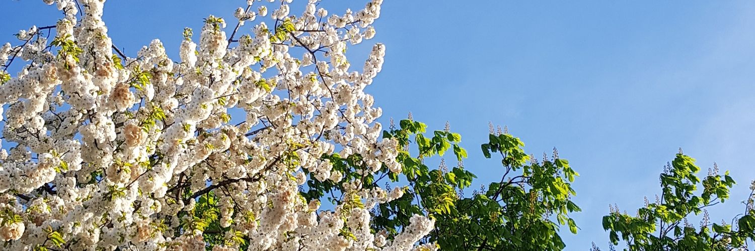 Mc_Adams's profile banner image