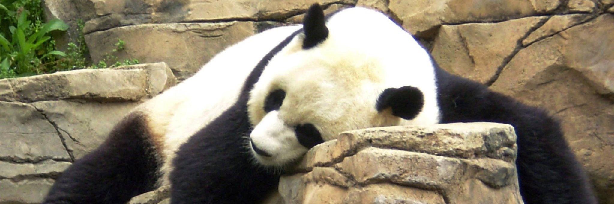 TheDocPanda's profile banner image
